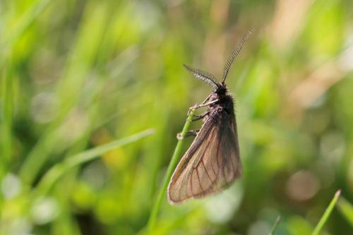 Réf. 333 249 : Heterogynis penella